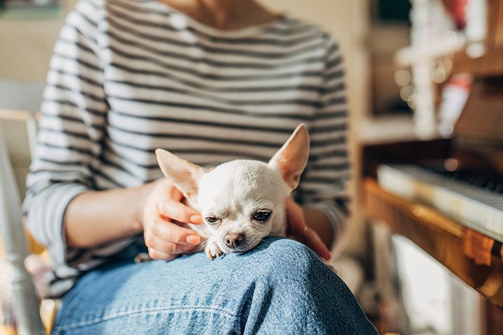 Woman in a striped top cradling a cream chihuahua on her lap indoors