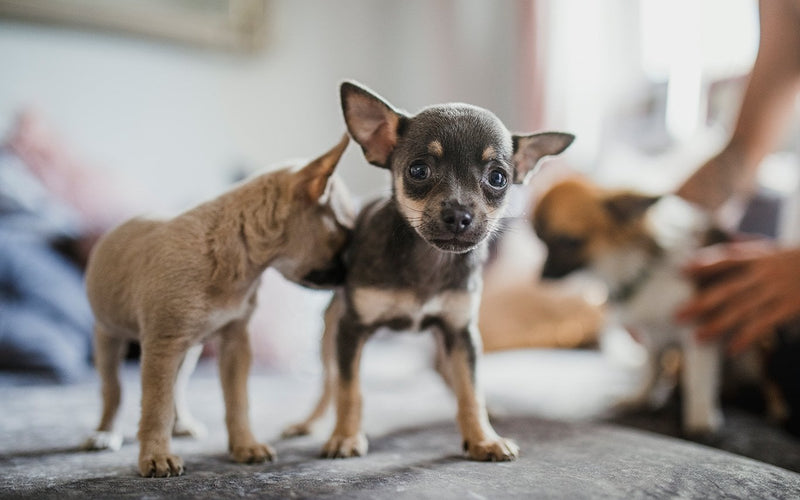 Two chihuahuas standing alert together on a freshly made bed