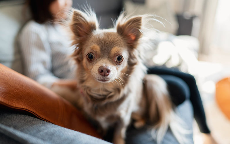 Long-haired chihuahua sitting contentedly on its owner's lap indoors