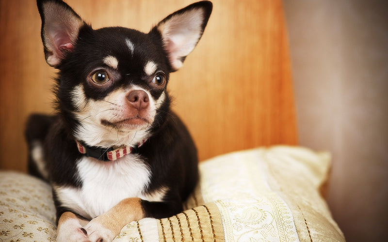 Black and white chihuahua in a red collar resting on a cushion