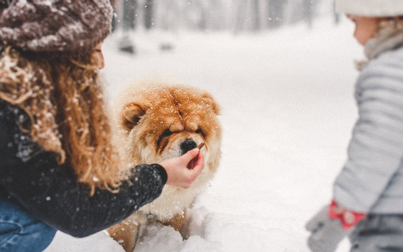 Child in gloves greeting a red chow chow puppy in deep winter snow