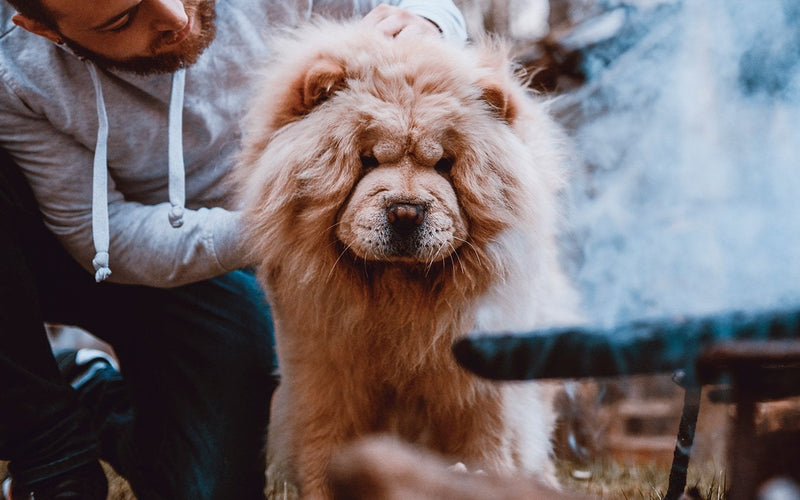 Owner in a hoodie holding a cream chow chow steady for grooming