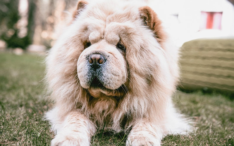 Cream chow chow lying on grass, its broad face filling the frame