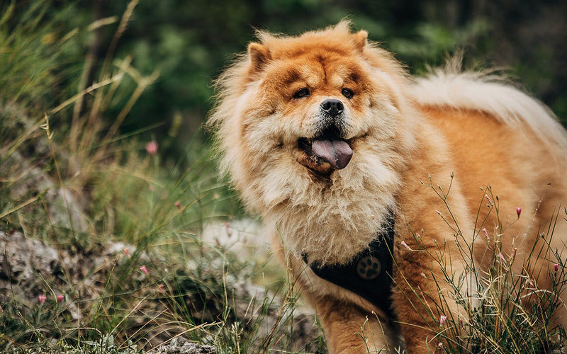 Red chow chow standing among low purple heather on open moorland