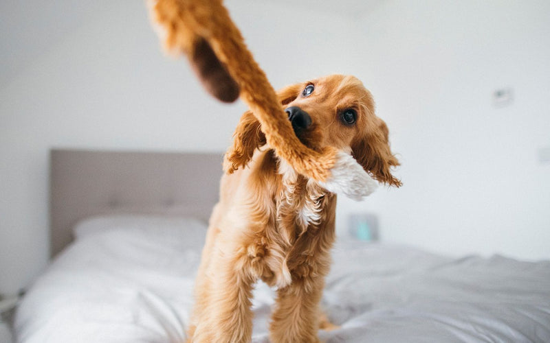 Golden cocker spaniel puppy standing on a white bed with its tail raised