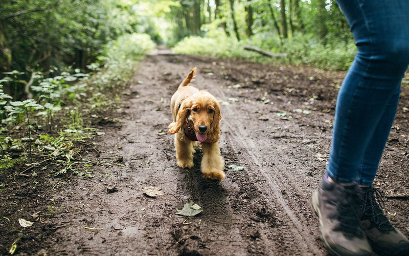Golden cocker spaniel puppy running up a woodland path to its owner