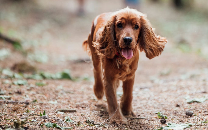 Golden cocker spaniel running along a woodland path with tongue out