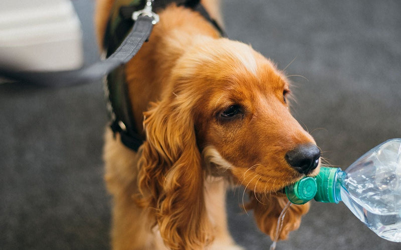 Golden cocker spaniel carrying a plastic bottle proudly in its mouth