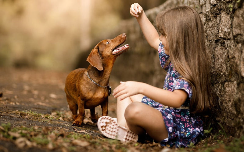 Girl in a floral dress offering a treat to a dachshund under a tree
