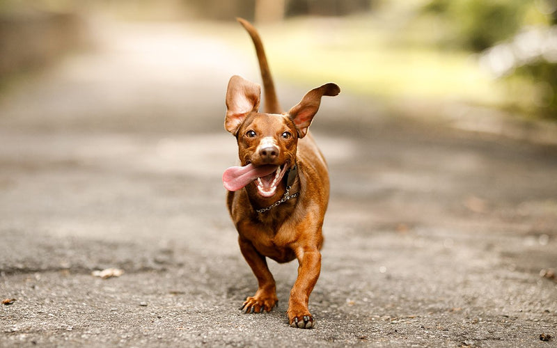 Red dachshund running straight towards the camera along a path
