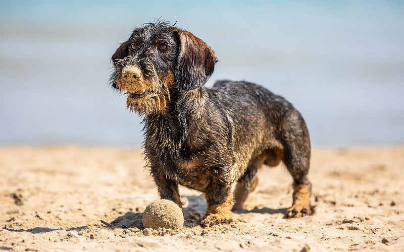 Wire-haired dachshund standing on wet sand at the water's edge