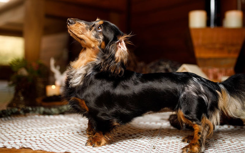 Two long-haired black and tan dachshunds resting on a rug indoors