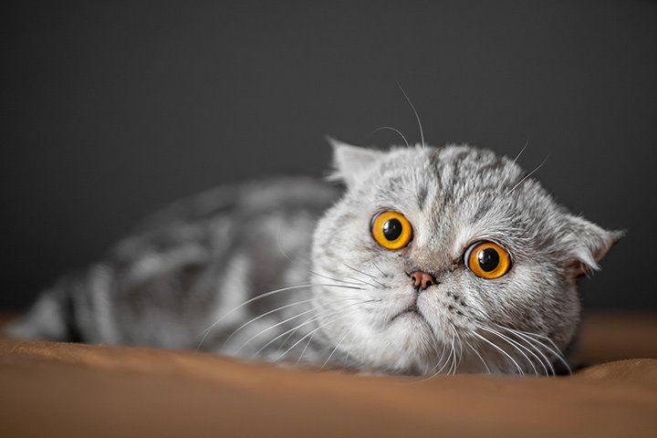 Grey folded-ear cat lying against a dark backdrop with amber eyes