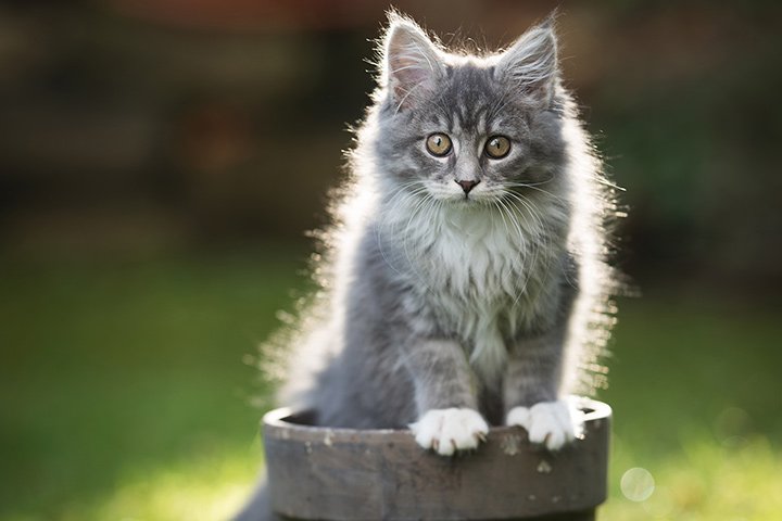 Fluffy grey kitten sitting inside a small stone pot outdoors