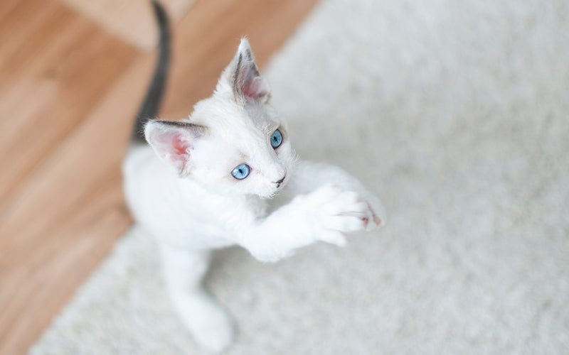 White blue-eyed devon rex kitten lying on a pale wooden floor