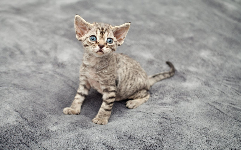Grey tabby devon rex kitten sitting on a smooth concrete surface