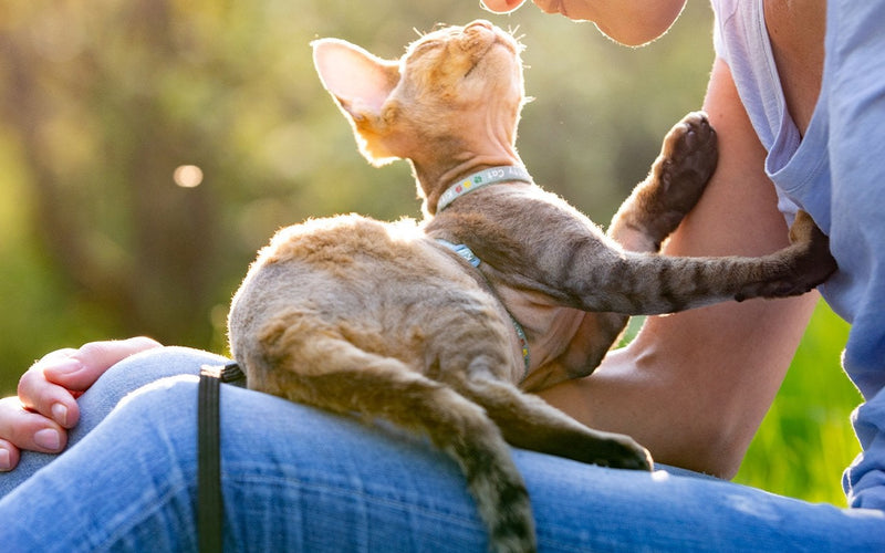 Cream devon rex cat being stroked on its owner's lap outdoors