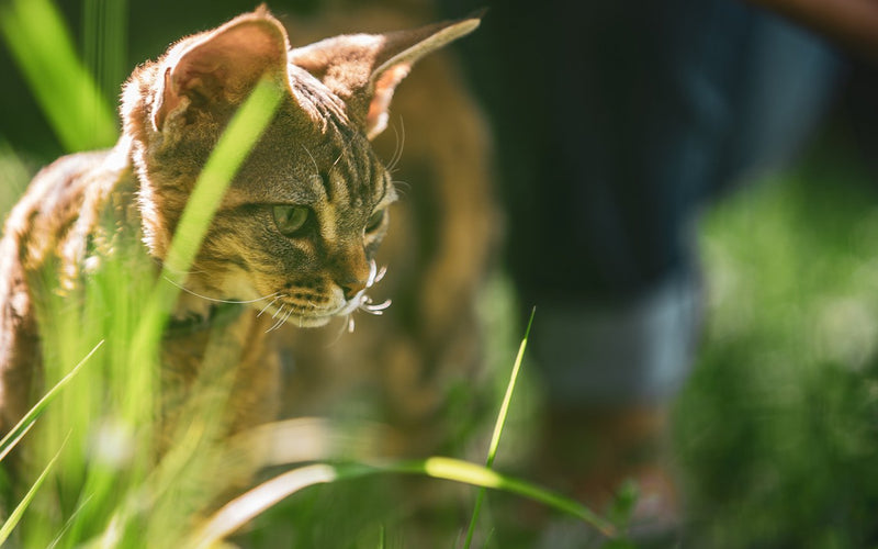 Devon rex cat picking its way through tall sunlit garden grass