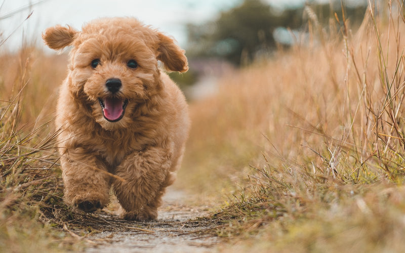 Apricot poodle puppy running along a path through dry golden grass