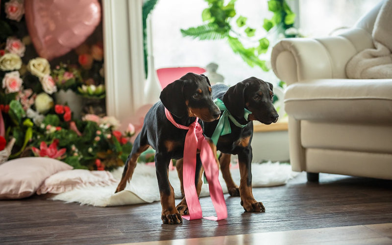 Two doberman puppies on a wooden floor beside their owner and flowers
