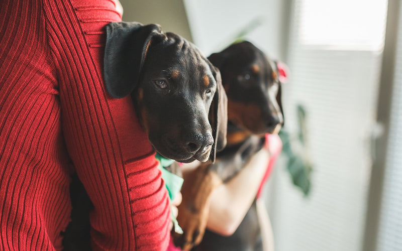 Owner in a red jumper holding two doberman puppies in her arms