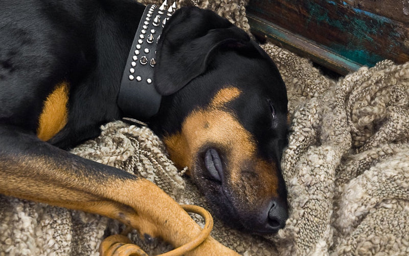 Doberman wearing a black coat asleep on a soft blanket indoors