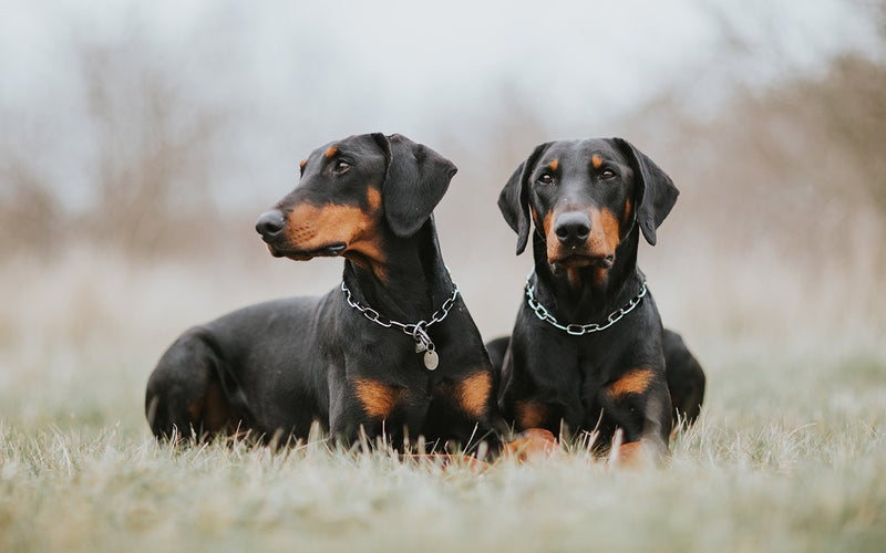Two dobermans in studded collars lying side by side in a misty field