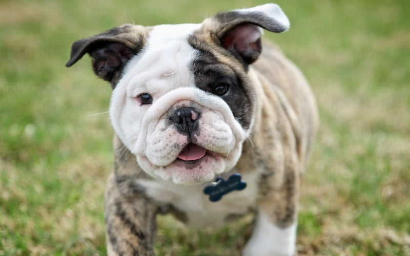 English bulldog puppy sitting on a summer lawn, close-up portrait