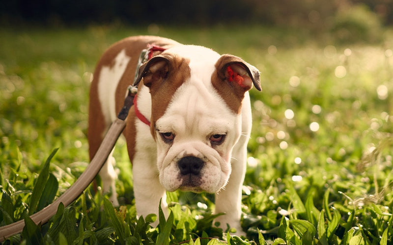 English bulldog on a lead sitting among long sunlit summer grass