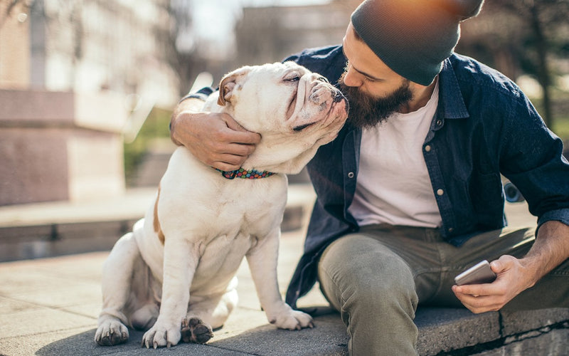 Bearded man on a bench hugging his english bulldog in the sunshine