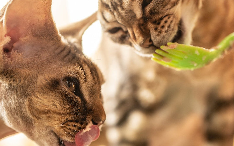 Two spotted cats eating together from the same green bowl, close-up