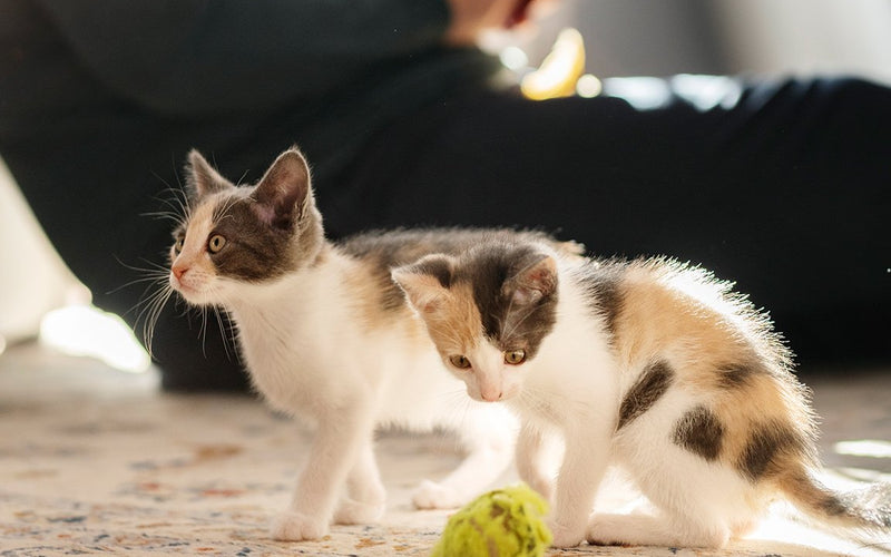 Calico cat on sand playing with a tennis ball beside a person's hand