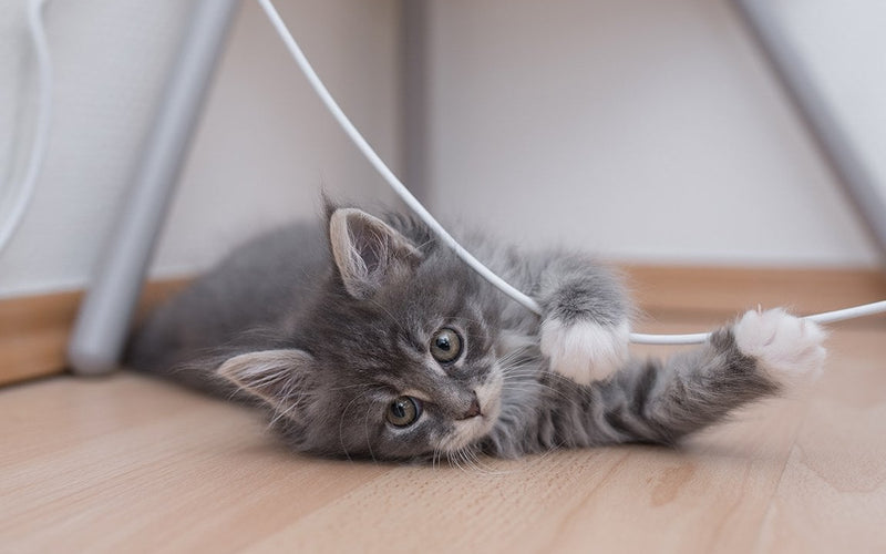 Grey tabby kitten on its back playing with a toy beneath a chair