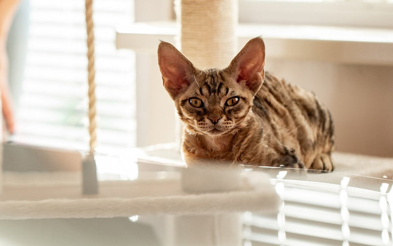 Bengal cat lying on a sunlit windowsill beside half-open blinds