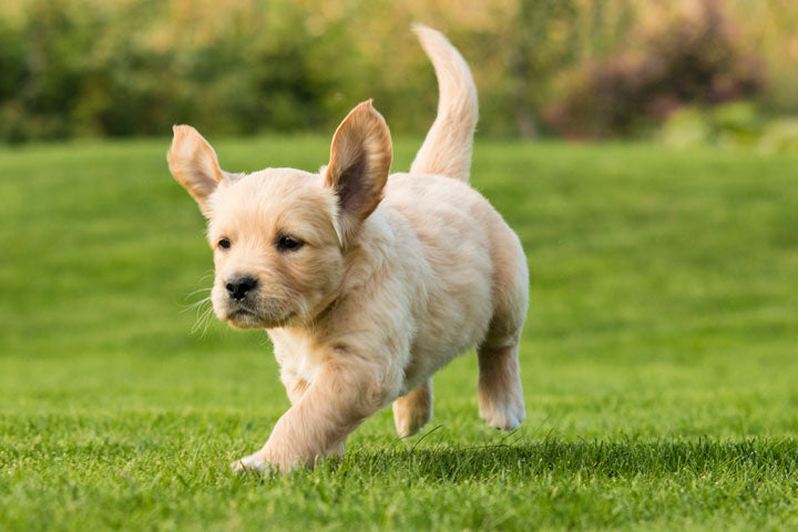 Cream Labrador puppy running across a sunlit lawn