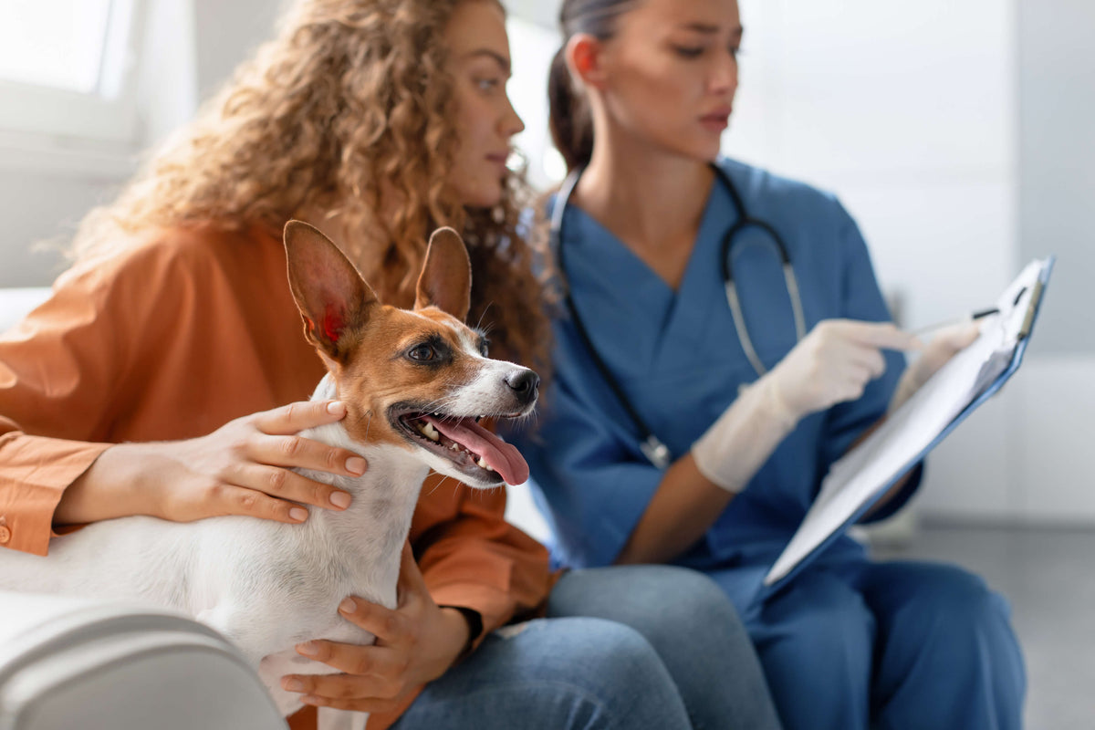Vet taking notes while an owner holds her Jack Russell during a consultation