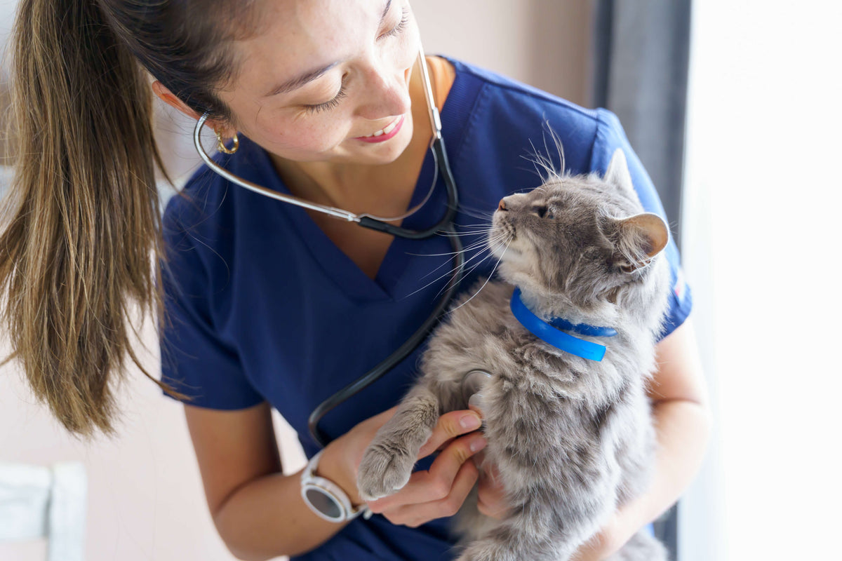 Veterinarian in blue scrubs holding a small grey terrier in the clinic