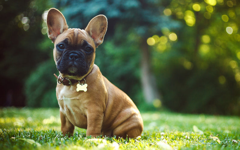 French bulldog wearing a bow tie sitting on a sunlit garden lawn