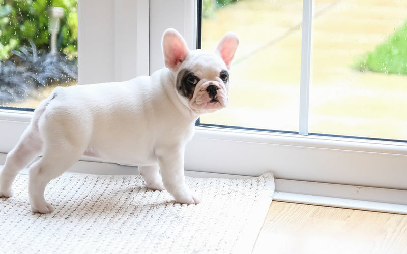 Cream french bulldog puppy standing on a rug beside a bright window