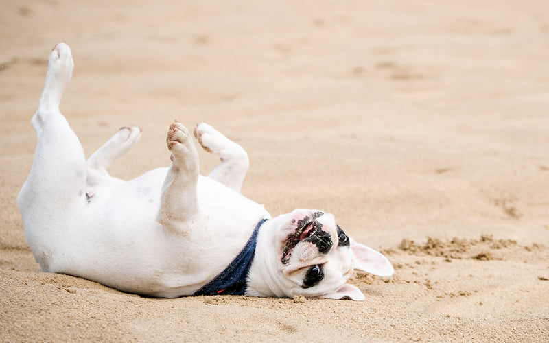 French bulldog rolling happily on its back on warm beach sand