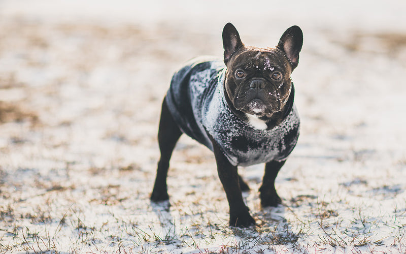 Brindle french bulldog in a padded coat standing on frosty ground