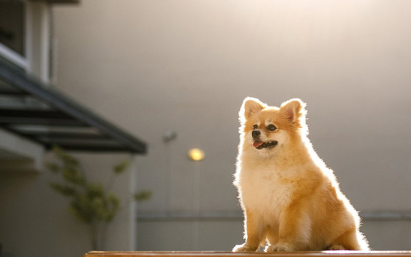 Pomeranian sitting up on a kitchen worktop watching the room