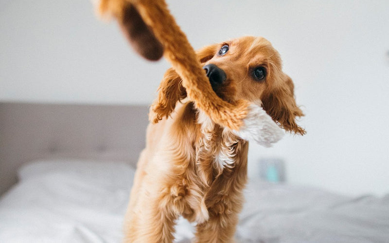 Ginger cat stretching upright with its front paws against a bed