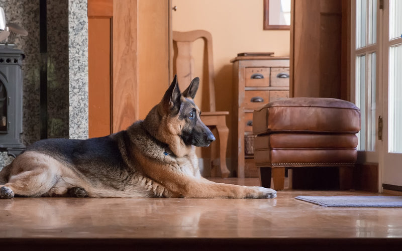 German shepherd lying on a wooden floor beside a lit fireplace