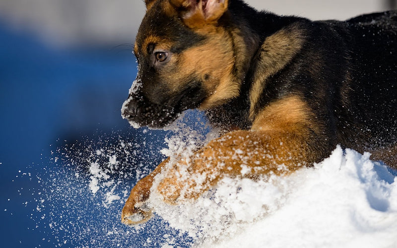 German shepherd bounding through deep snow with its mouth open