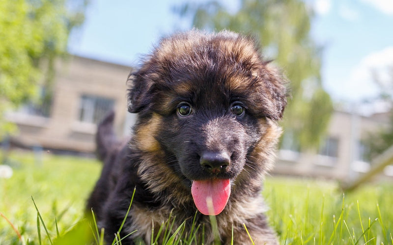 Fluffy german shepherd puppy standing on a lawn with its tongue out