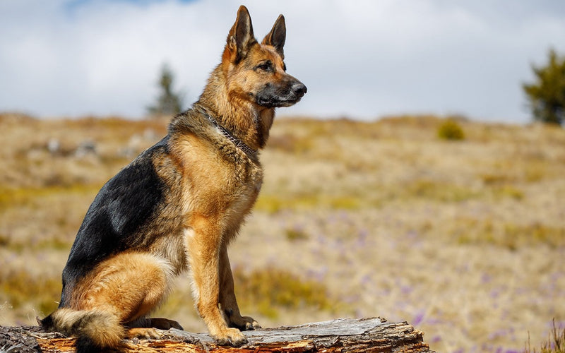 German shepherd sitting on a rocky outcrop in open moorland country