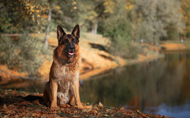 German shepherd lying on a riverbank among fallen autumn leaves