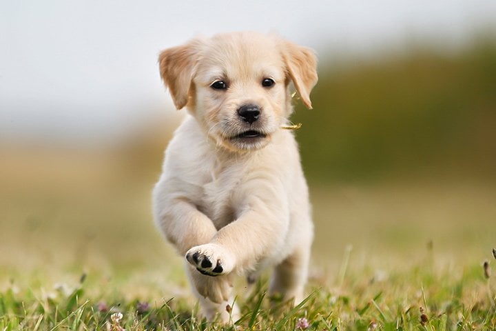 Cream golden retriever puppy running across a bright green lawn