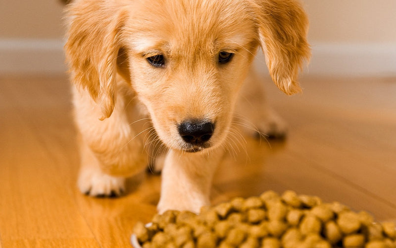 Golden retriever puppy eating kibble from a bowl on a wooden floor